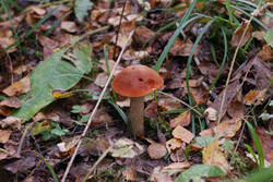 0_128c35_f5d92408_M.jpg