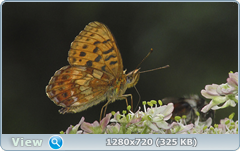 0_e6d27_2418cdf4_orig.png