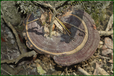 0_e1dc8_9a2609d5_orig.png