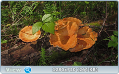 0_e6ba8_1fe0d729_orig.png