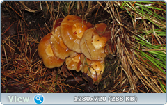 0_e90d2_4807baa8_orig.png