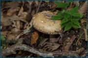 0_d09d2_d0313363_orig.jpg
