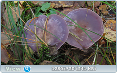 0_f3850_82dc3753_orig.png