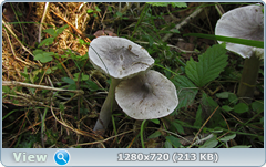 0_11218c_5b7f0bfc_orig.png