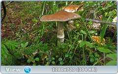 0_1121a2_f9339fcd_orig.png