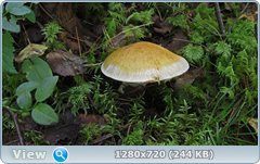 0_1121ae_f4867fa7_orig.png