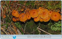 0_ea3f5_1303a706_orig.png