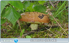 0_e6b6c_81d81b33_orig.png