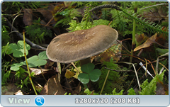 0_113069_253fd80e_orig.png