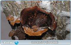 0_11cd0a_21c179dc_orig.png