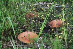 0_129bbd_effe1d09_orig.jpg