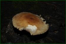 0_f6e4b_bc585479_orig.jpg
