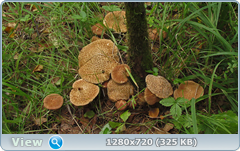 0_10f257_785954c1_orig.png