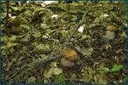 0_d3296_3bee915b_orig.jpg