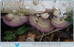 0_fc55e_3be2db11_orig.png