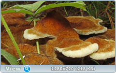 0_e9926_a4ed53c0_orig.png