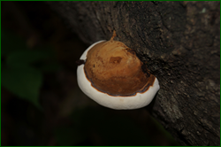 0_d962f_75db968e_orig.png