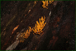 0_d9527_11728943_orig.png