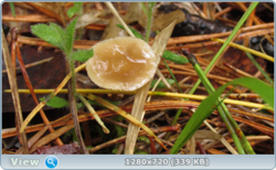 0_e38c8_6352f4ec_orig.png