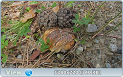 0_e9788_6202068b_orig.png