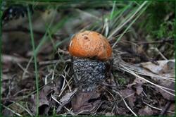 0_128522_ad777678_orig.jpg