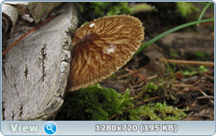 0_10a31d_567e300a_orig.png