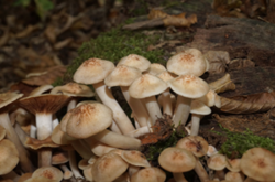 0_d8864_28b05f9e_orig.png