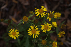 0_da35f_11370de_orig.png