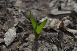 0_e0304_be241b83_orig.png