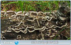 0_fc511_9426ca80_orig.png
