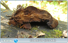 0_fc329_569535d0_orig.png