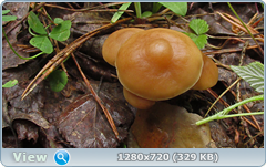 0_e6a02_42a77273_orig.png