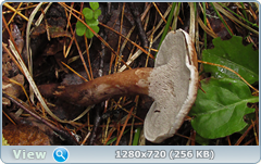 0_eb27f_36fdb55d_orig.png