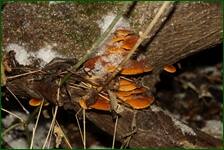 0_f29ae_8119ac48_orig.jpg