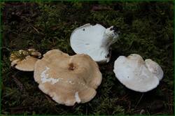 0_12d385_9be22851_orig.jpg