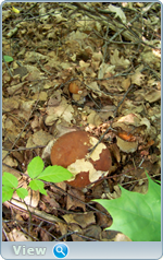 0_102d90_378d7a4_orig.png