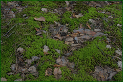 0_e30b4_601e8cf2_orig.png