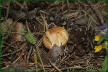 0_ea31e_f825b808_orig.jpg