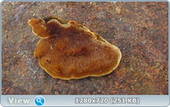 0_1158ed_5fcff5d3_orig.png