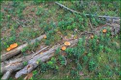 0_129304_8fbc4411_orig.jpg