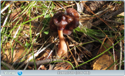 0_e2487_902fbc1f_orig.png