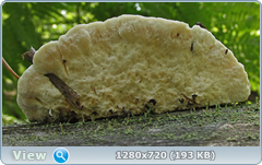 0_e94f8_ae8d403_orig.png
