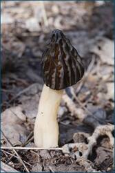 0_cc60b_864b3d03_orig.jpg