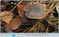 0_f2788_16649551_orig.png