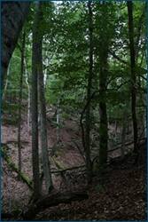 0_d238a_920187b3_orig.jpg