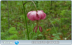 0_e6a3e_37df996c_orig.png