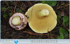 0_eaa98_602af688_orig.png