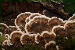 0_d9739_1c225542_orig.png