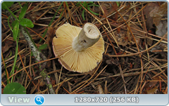 0_e9adb_88507aac_orig.png