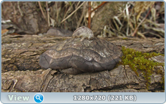 0_102951_1568d15c_orig.png